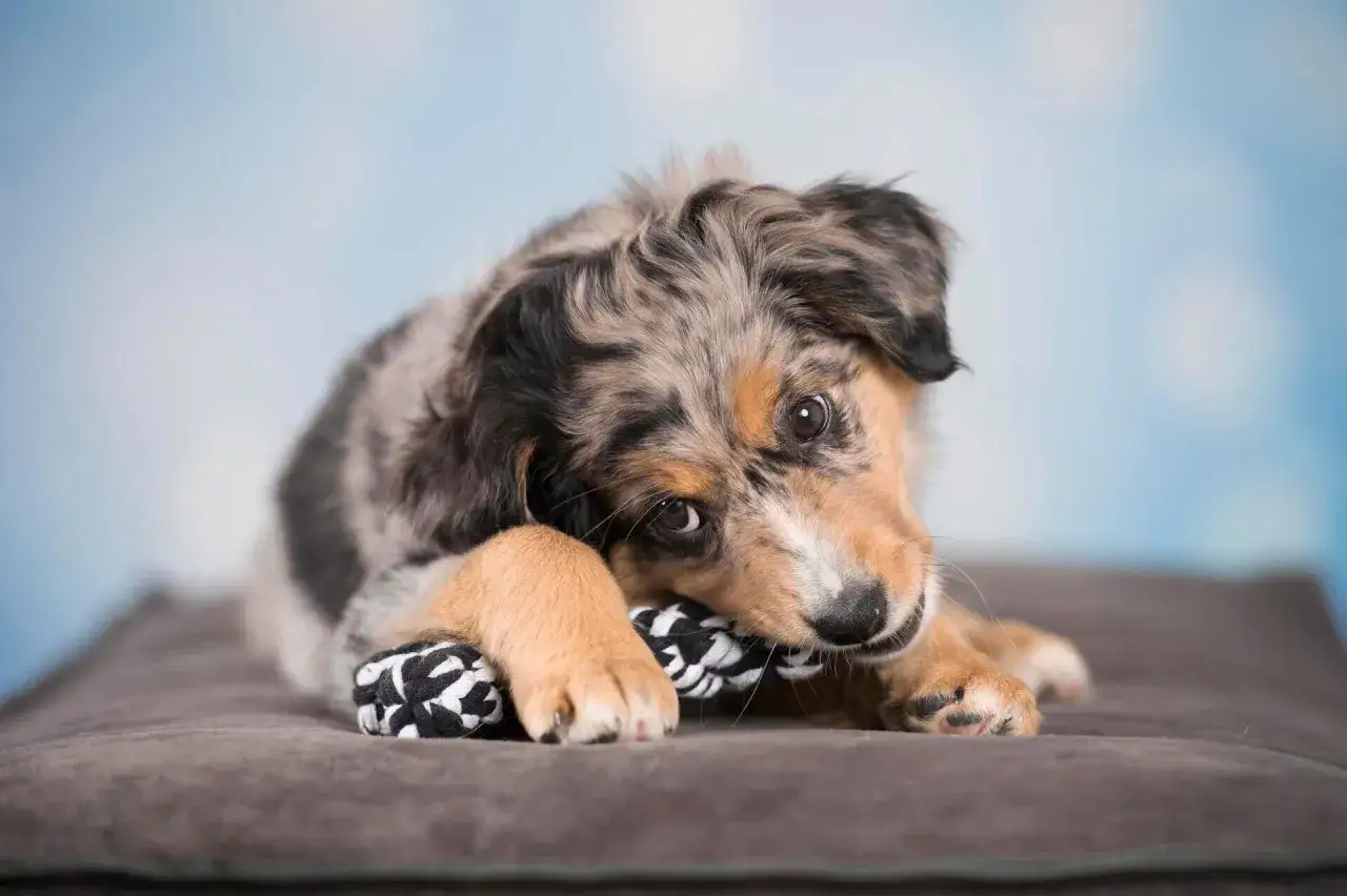 Adorable petit chien pour famille, un chiot merle aux yeux doux mordillant son jouet préféré sur un coussin douillet.