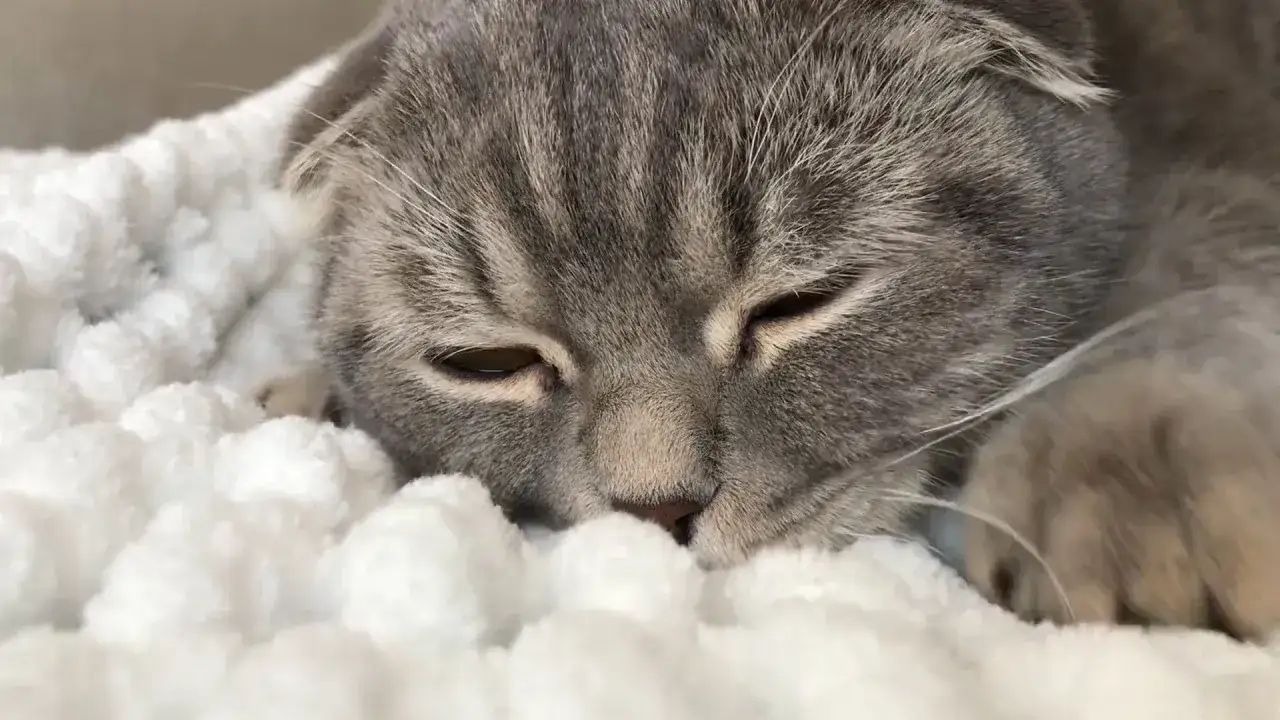 A sleepy grey cat rests its head on a fluffy white blanket. Maybe this cat doesn't make biscuits because it's too busy dreaming.
