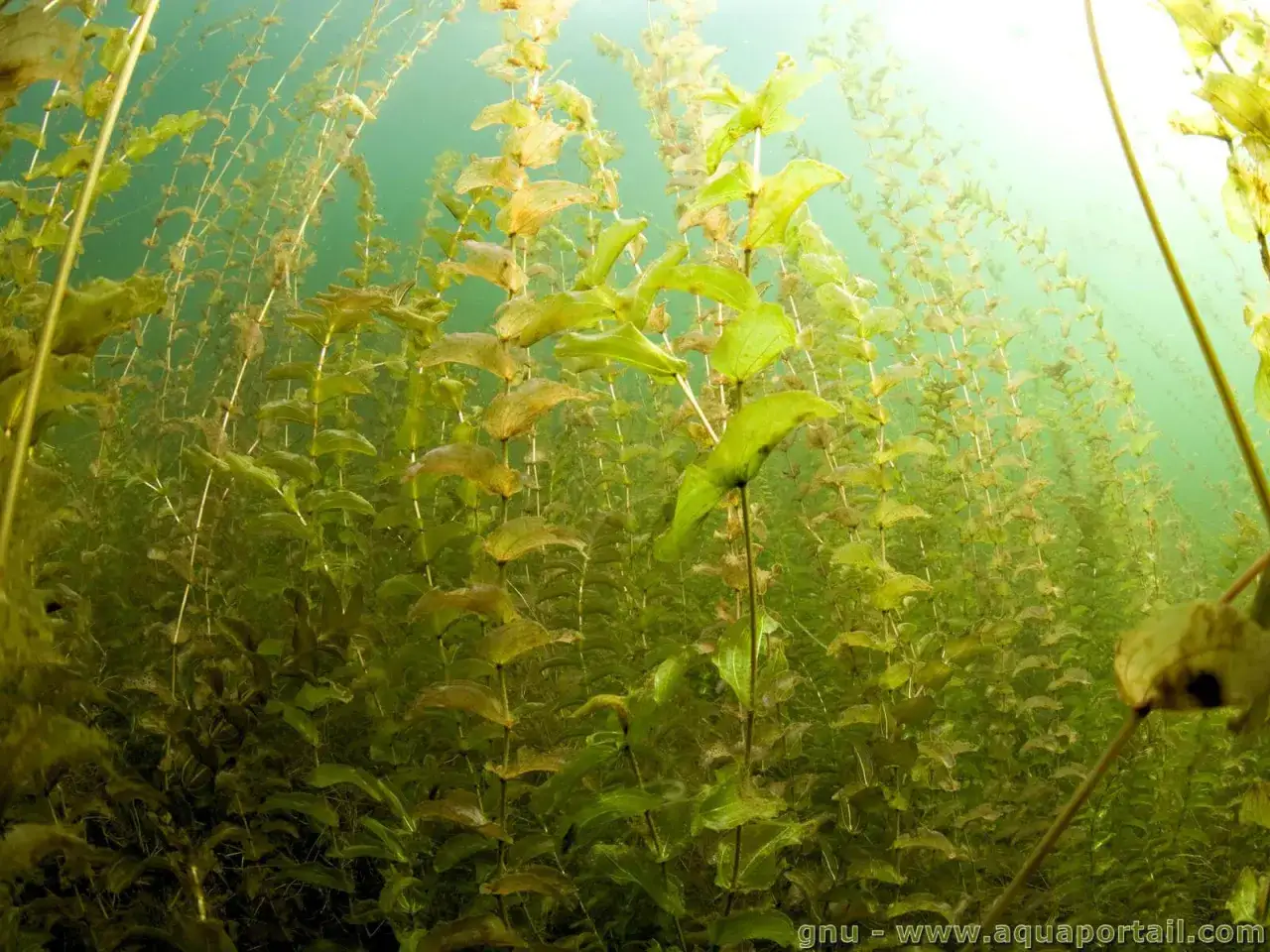Plongée dans un lit de Potamogeton perfoliatus, ses feuilles vertes et rondes dansent sous l'eau claire, créant un paysage aquatique luxuriant.