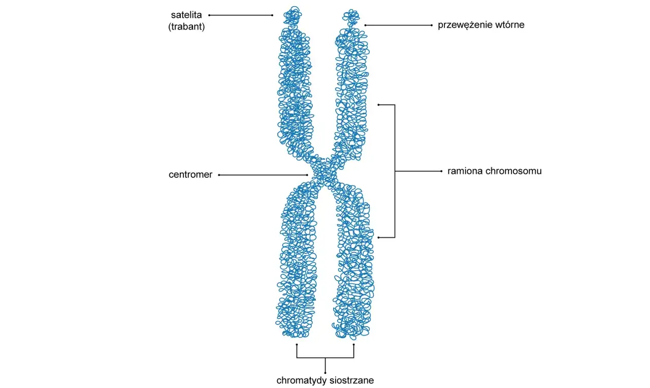 Schematyczny rysunek przedstawia budowę chromosomu: centromer, ramiona, satelitę i przewężenie wtórne.