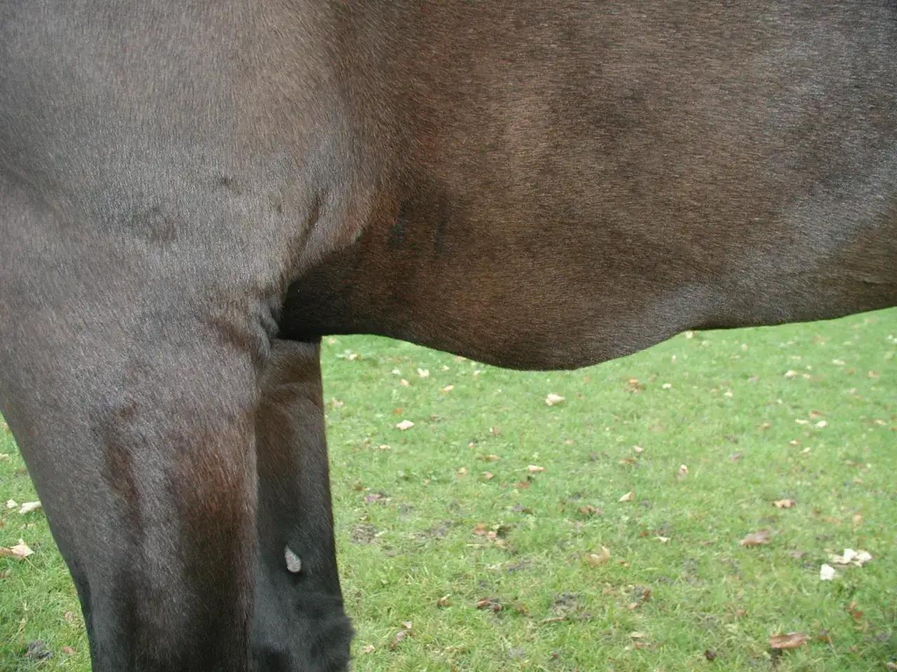 Dunkles Pferd mit sichtbarer Wassereinlagerung am Bauch. Das Fell ist kurz und gl&auml;nzend.
