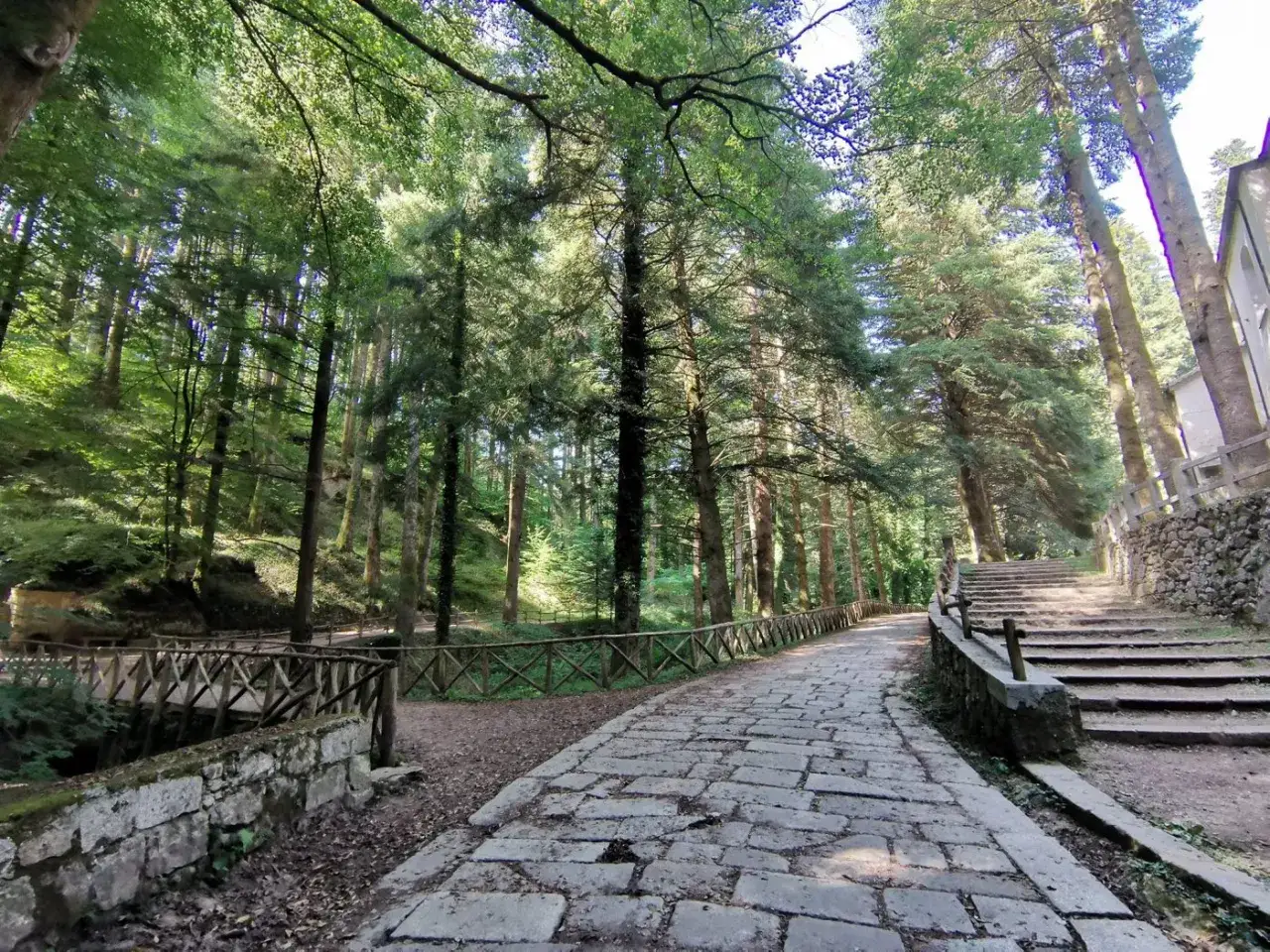 Sentiero lastricato e scalinata in pietra tra alberi secolari, un luogo incantevole da scoprire a Serra San Bruno.