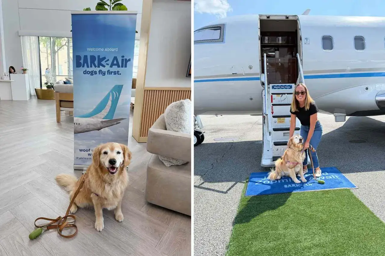 Un chien golden retriever, prêt à voler, devant un avion privé. Un panneau