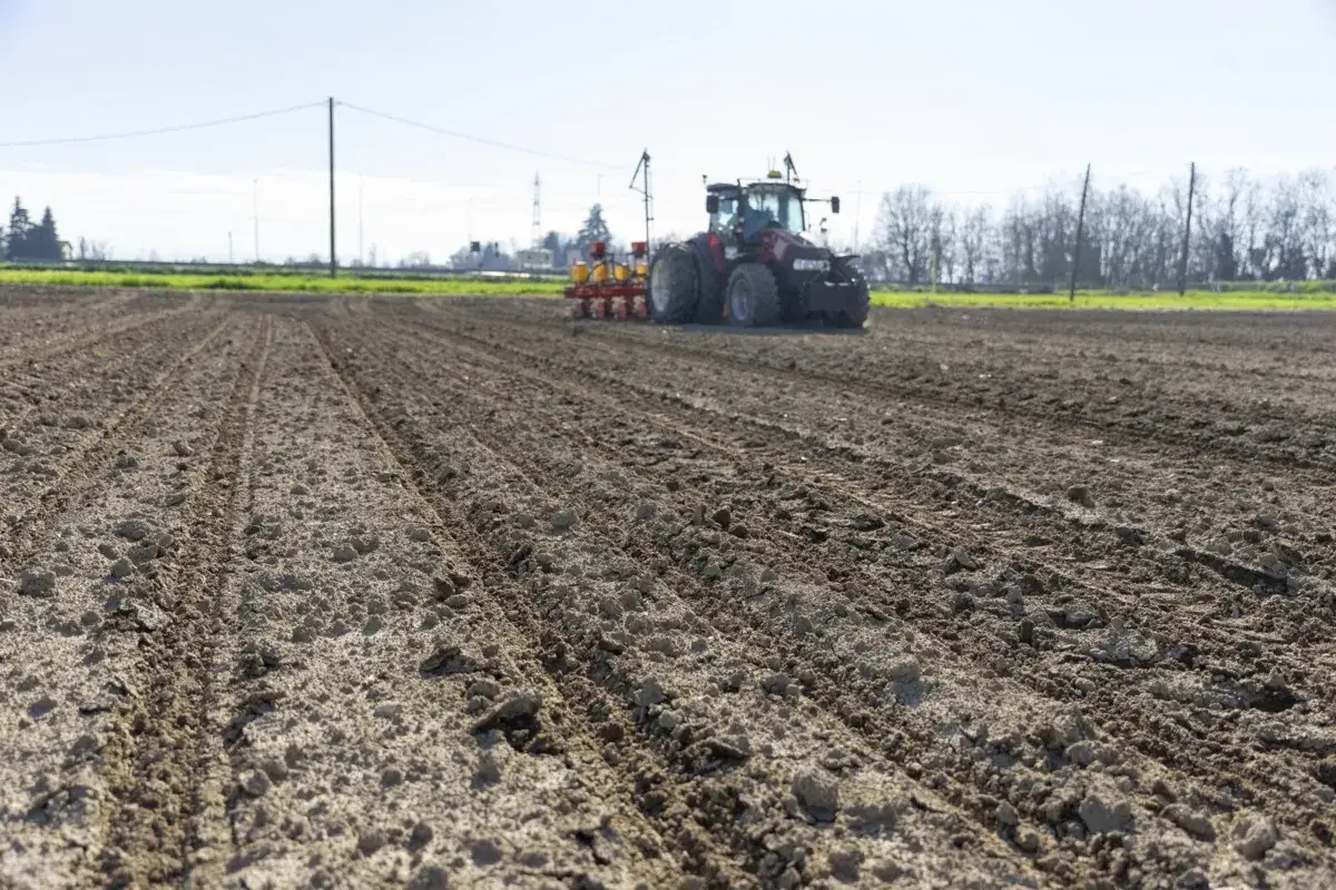 Trattore in campo lavorato, impegnato nella semina di barbabietola da zucchero. Solchi ordinati e terra pronta per la nuova stagione.