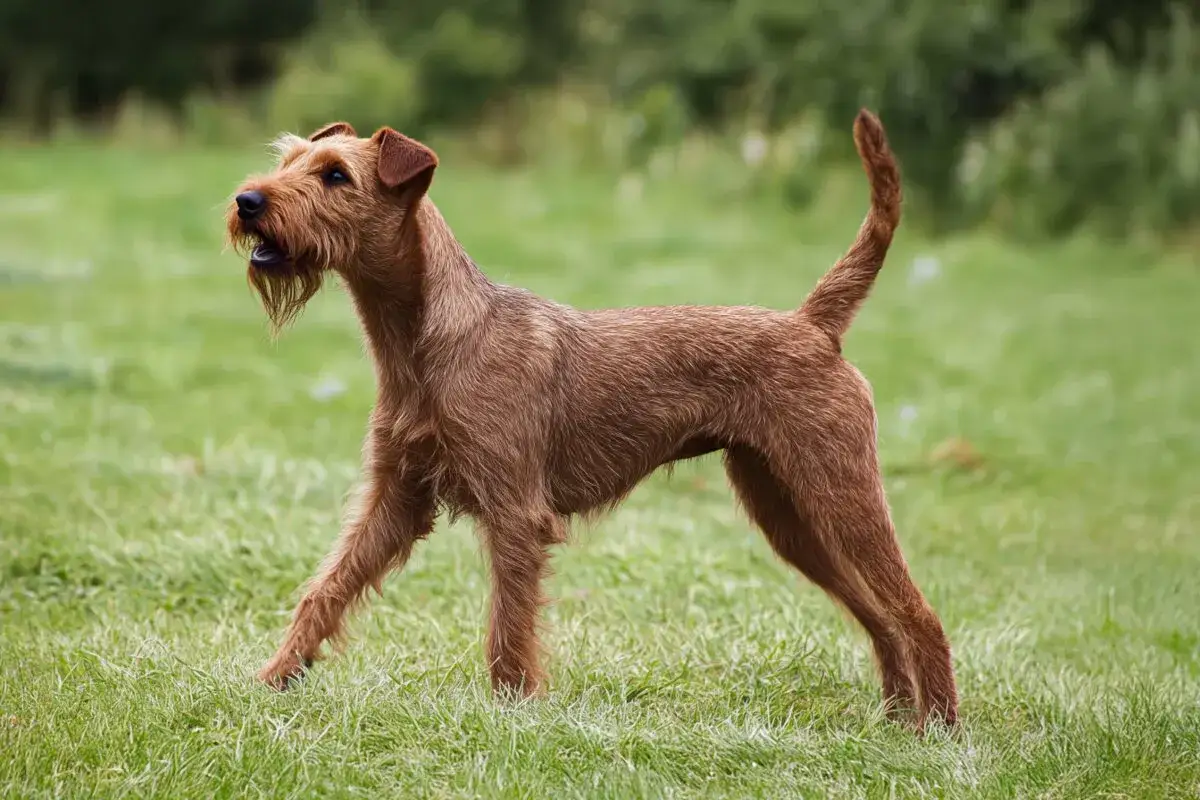 Un fier irlandais, au pelage roux et hirsute, se tient fièrement sur une pelouse verdoyante, prêt pour l'aventure.