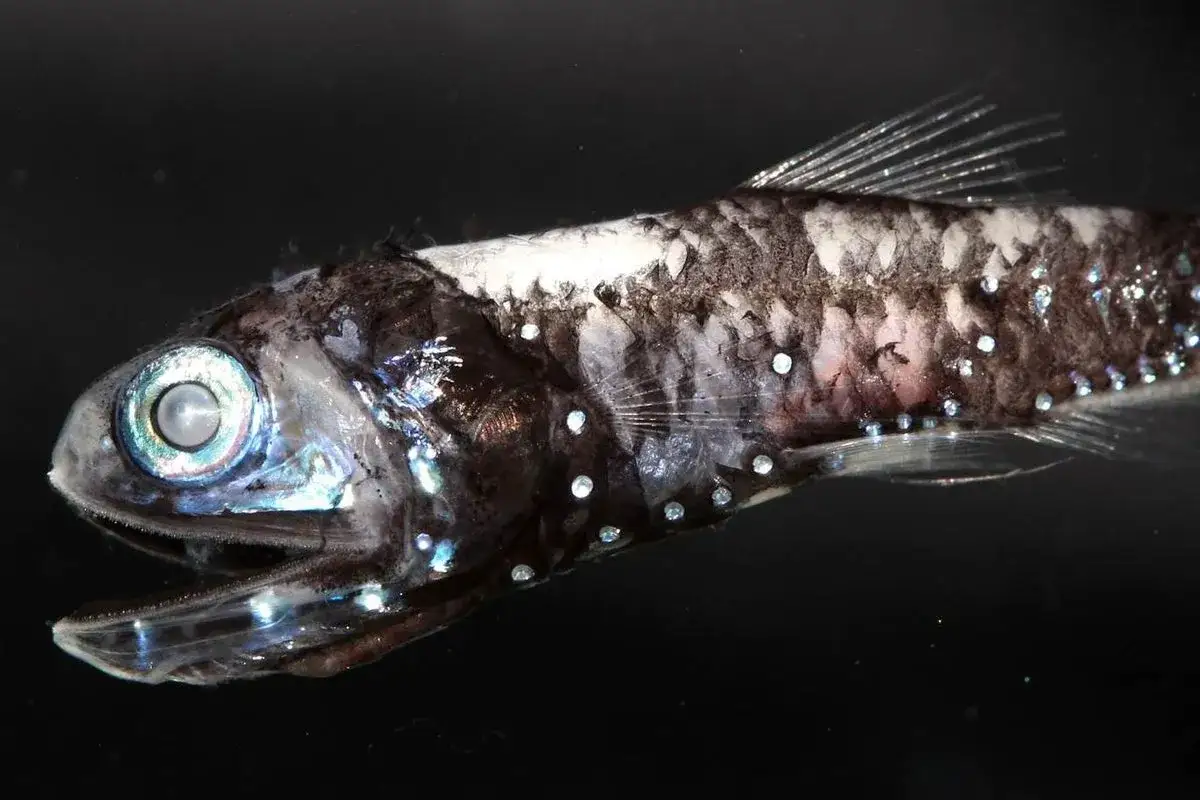 Tiefseefisch mit leuchtenden Punkten, die wie Sterne funkeln. Erstaunlich, wie diese Fische Farben im Dunkeln sehen.