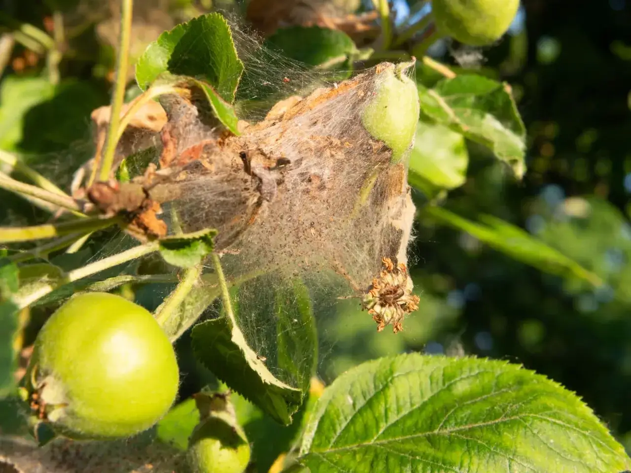 Ein Apfelbaum mit einem Gespinst, das von Spinnmilben befallen ist. Kleine gr&uuml;ne &Auml;pfel sind zu sehen.