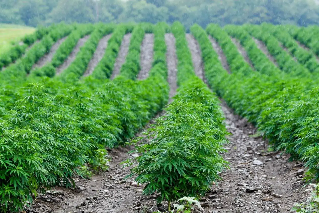 Rows of lush green hemp plants grow in a field under a light rain. This image shows what hemp looks like before harvest.