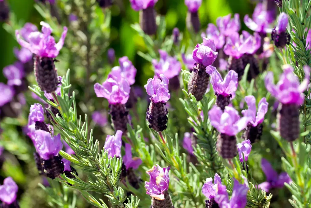 Nahaufnahme von violetten Blüten und grünen Blättern eines **schopflavendel winterhart**.