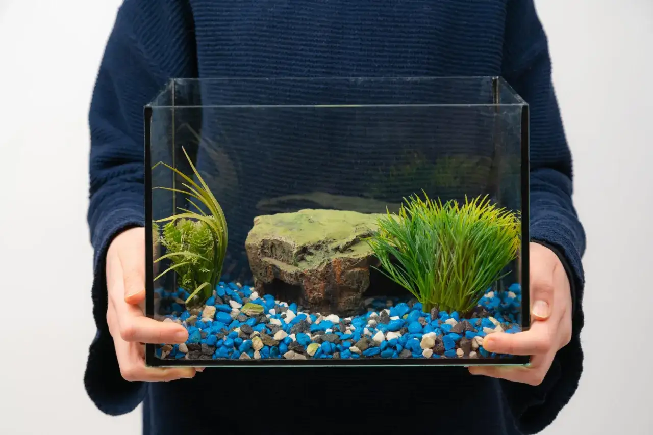 Main tenant tient un petit aquarium vide, prêt pour le déménagement. Il contient des graviers bleus, blancs et noirs, une fausse plante verte et une roche décorative.