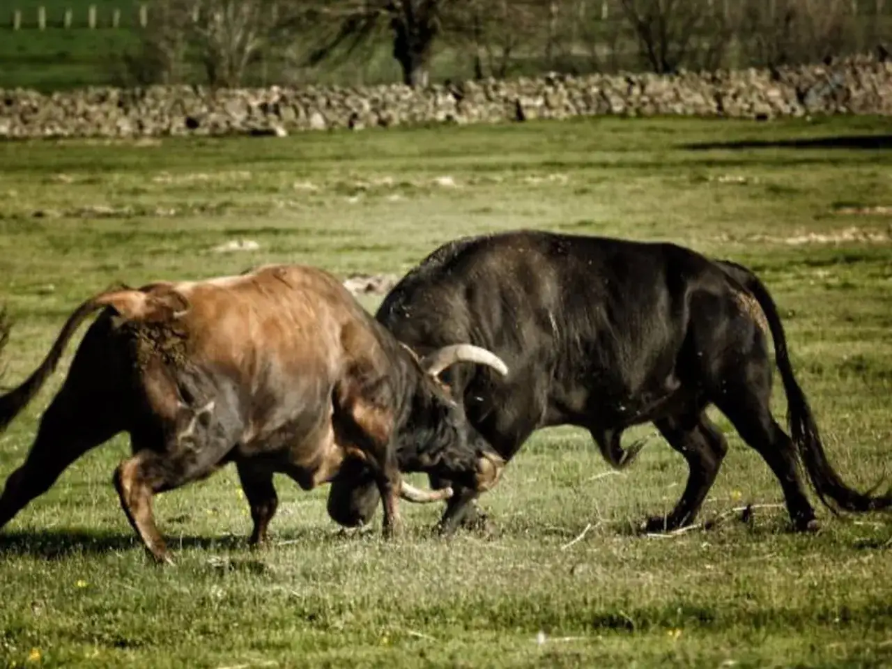 Dos toros de la ganadería Cortijoliva se enfrentan en un prado verde.