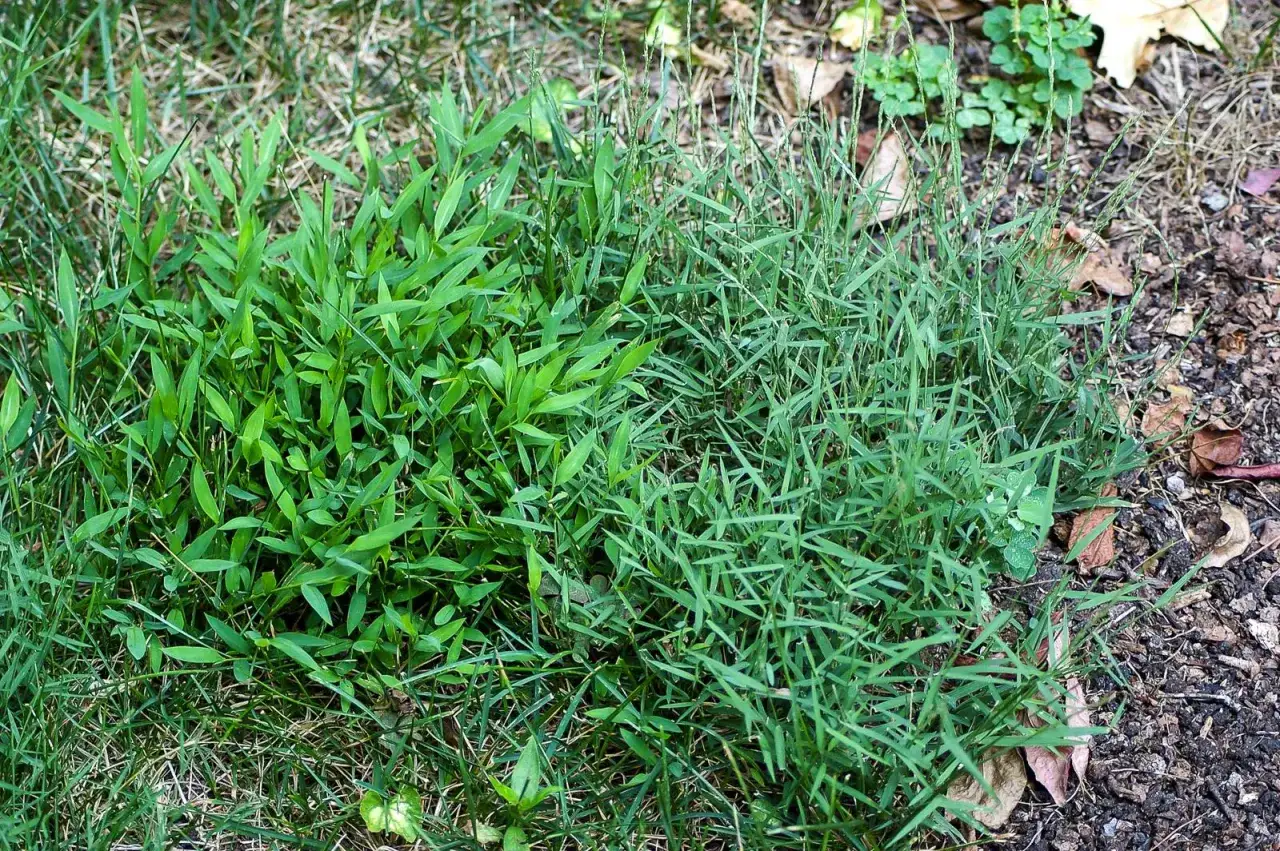 Two types of grass, one lush and broad-leafed, the other thin and spiky, show how to get rid of nimblewill by comparison.