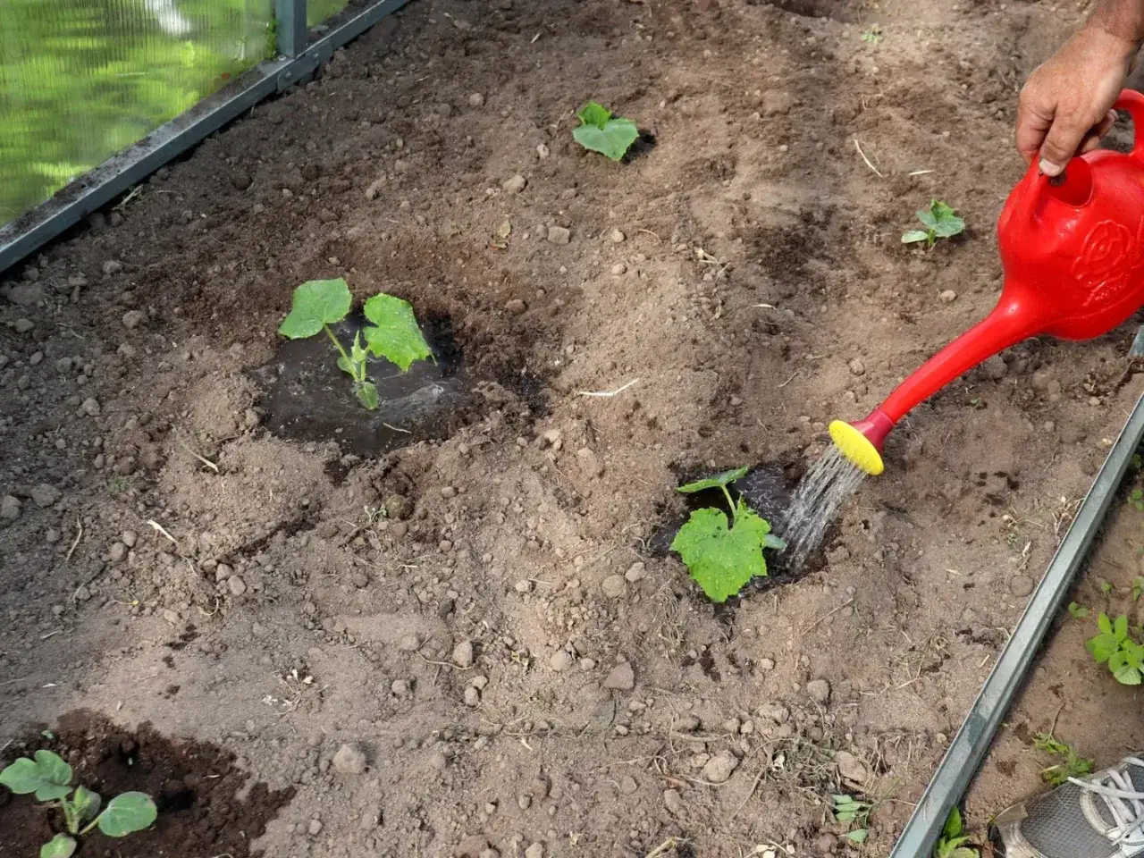 Podlewanie młodych ogórków w szklarni. Woda z konewki zasila młode rośliny, które potrzebują jej do wzrostu.