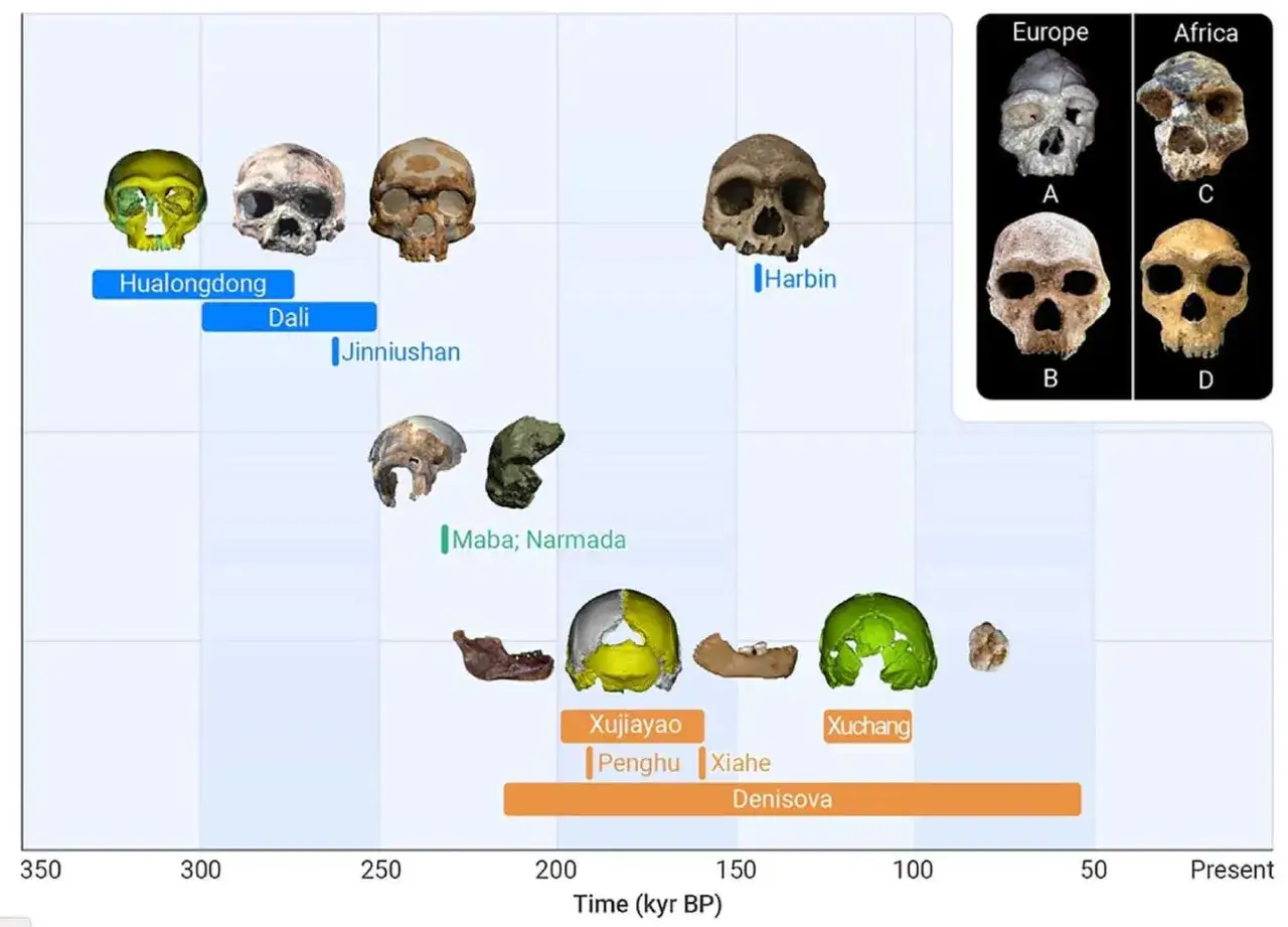 Zeigt Fossilien und ihre zeitliche Einordnung, die die evolution des menschen illustrieren. Schädel aus Asien, Europa und Afrika.