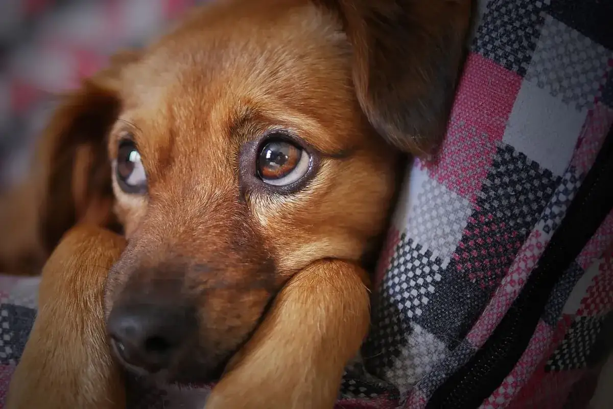 Ojos tristes de un perro marr&oacute;n, acurrucado en una manta a cuadros. Mi perro me sigue a todos lados en la casa, siempre cerca.