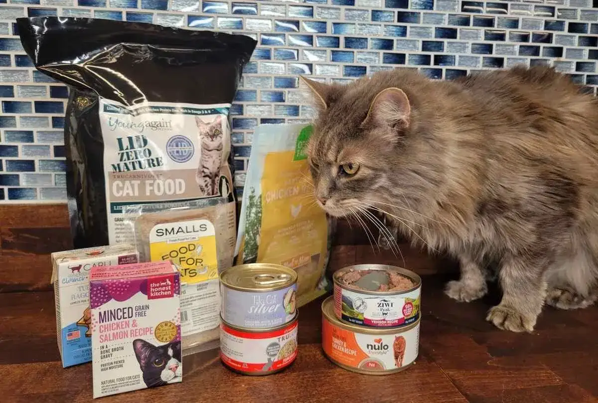 A fluffy cat investigates various cat food options, including wet and dry food, as owners ponder what to feed a cat with pancreatitis.