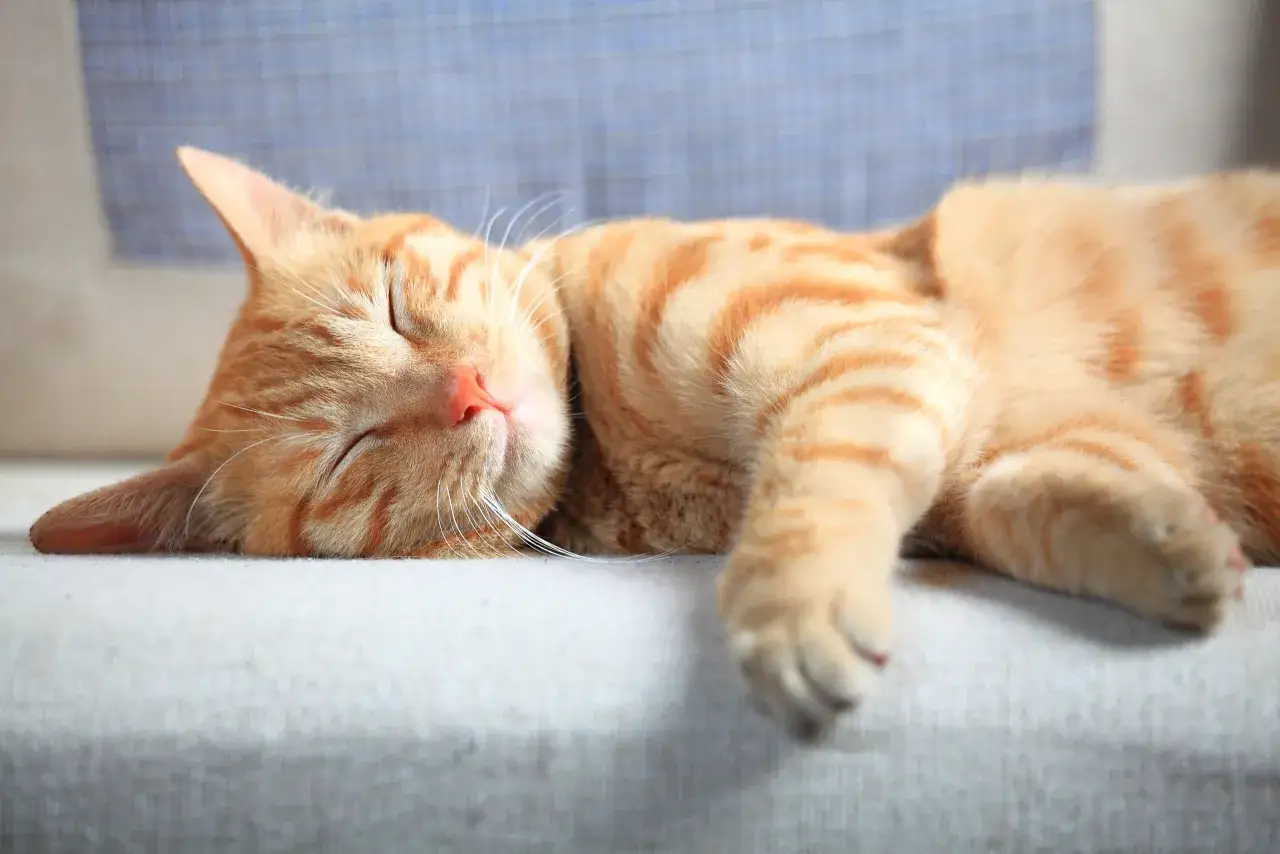 Un chat roux tigré dort paisiblement, la tête posée sur un coussin. Il est vrai que mon chat dort beaucoup, profitant de chaque instant de repos.