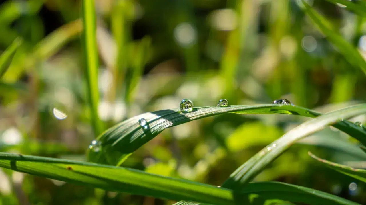 Gouttes de **la rosée du matin** scintillent sur une feuille d'herbe, reflétant le monde en miniature.
