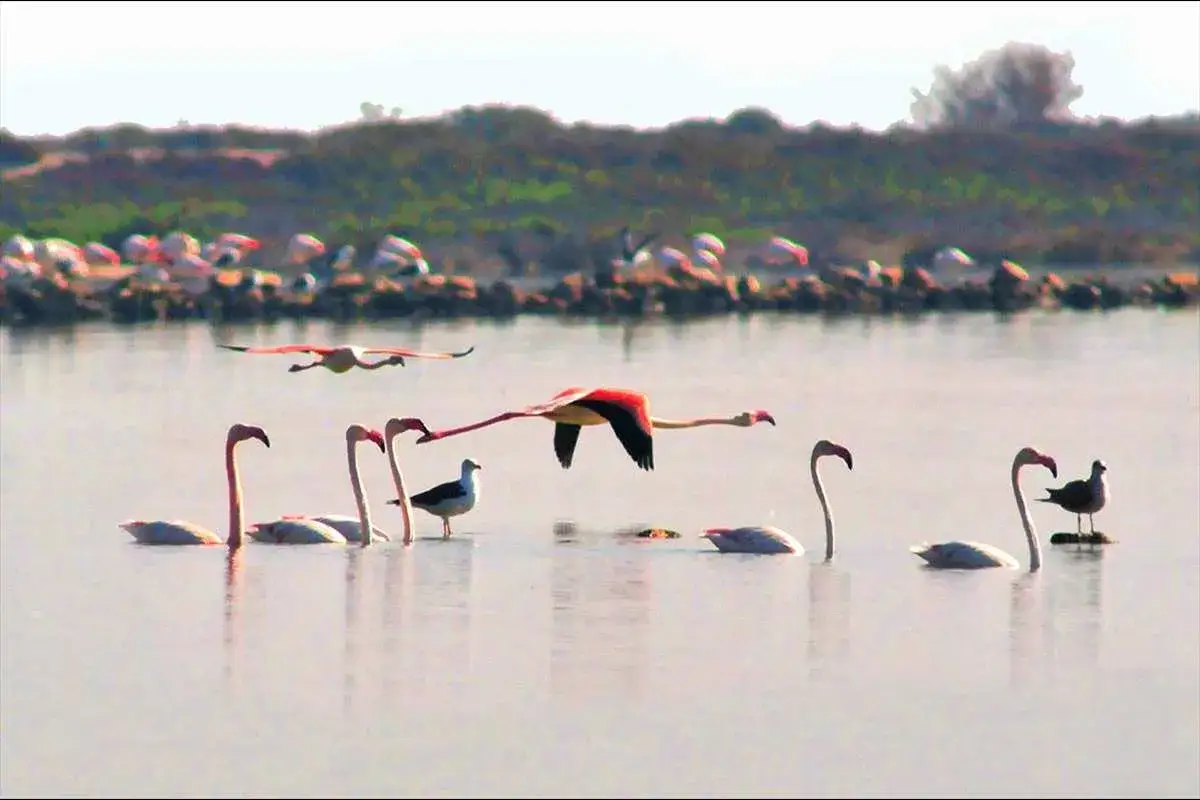 Flamencos rosados vuelan y nadan en aguas tranquilas cerca de la punta Entinas. Un ave marina se une a ellos.