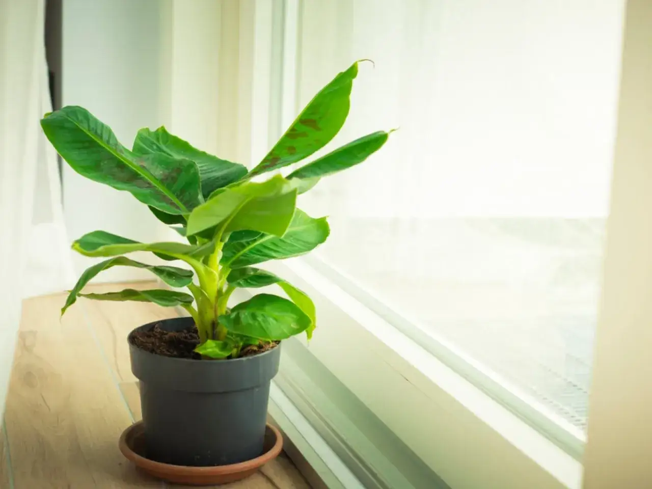 En grön banan planta i kruka står på en trähylla vid ett fönster.