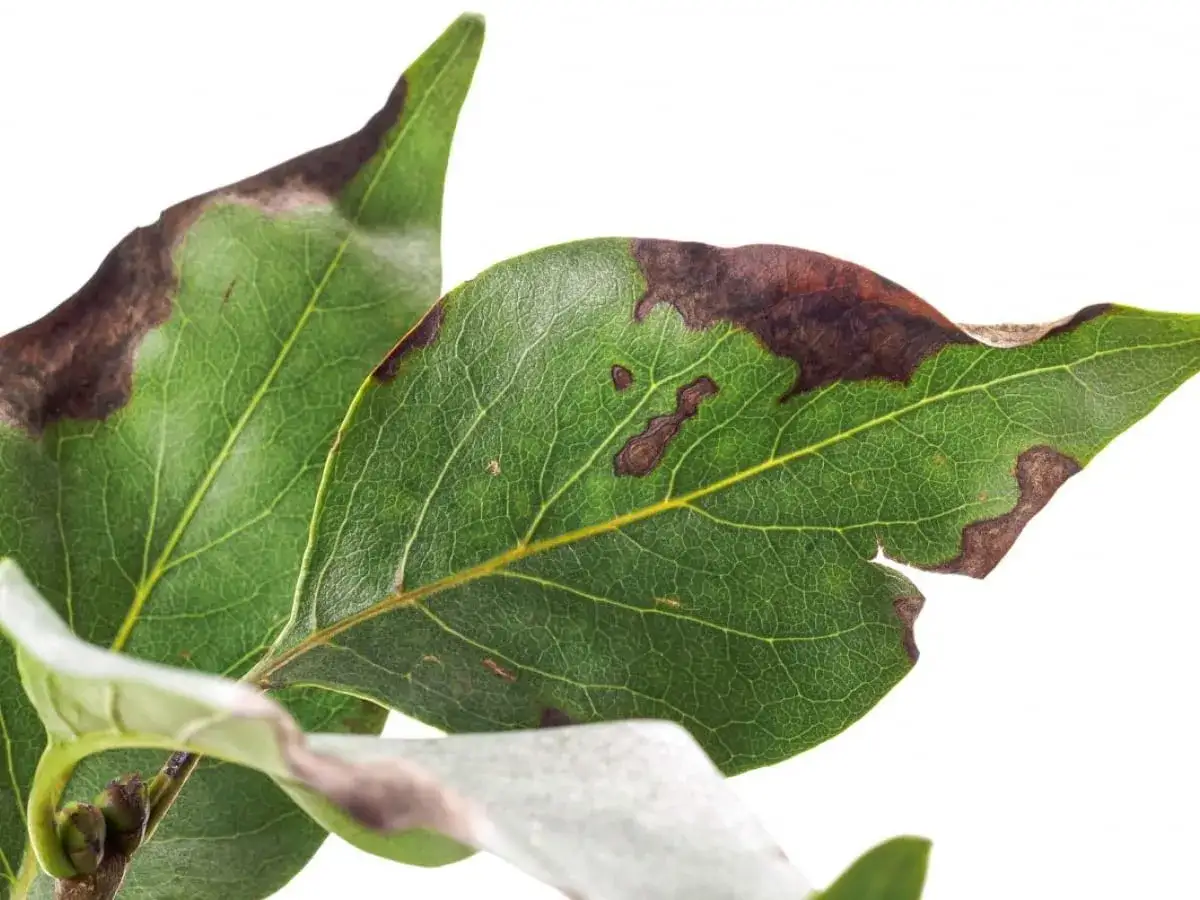 Zielone magnolia liście z brązowymi, nekrotycznymi plamami na brzegach.