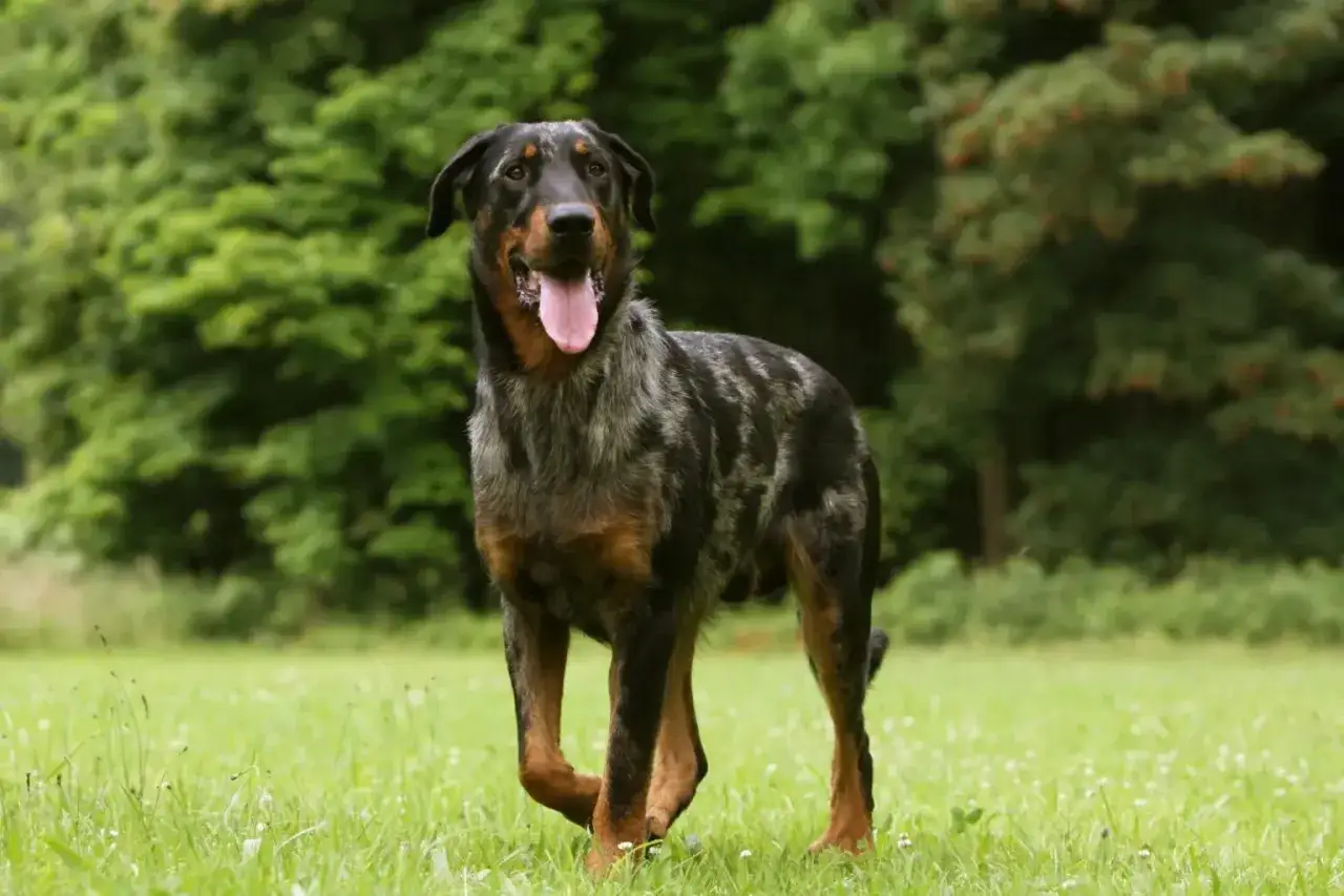 Piękny owczarek francuski beauceron z merle umaszczeniem, z językiem na wierzchu, stoi na zielonej łące.