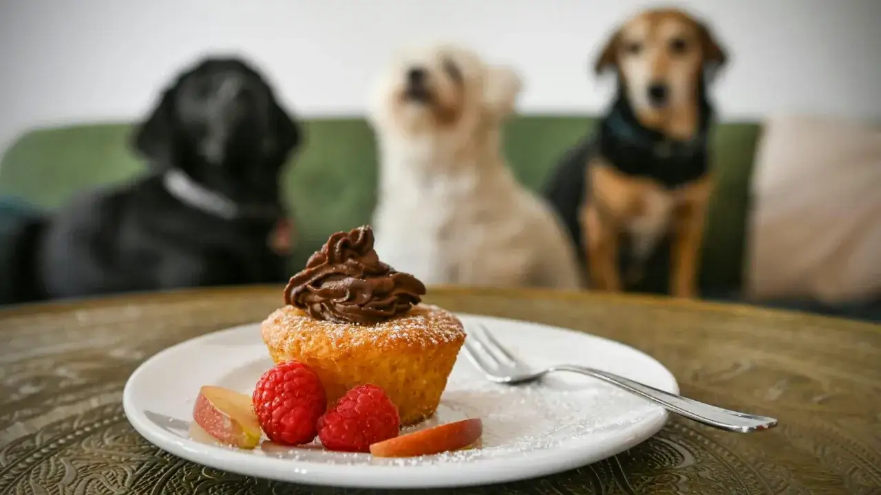 Ein s&uuml;&szlig;er Muffin mit Schokocreme und Beeren auf einem Teller, im Hintergrund drei Hunde, die auf ihren Leckerbissen warten. Ein Besuch im hundecafe Berlin.