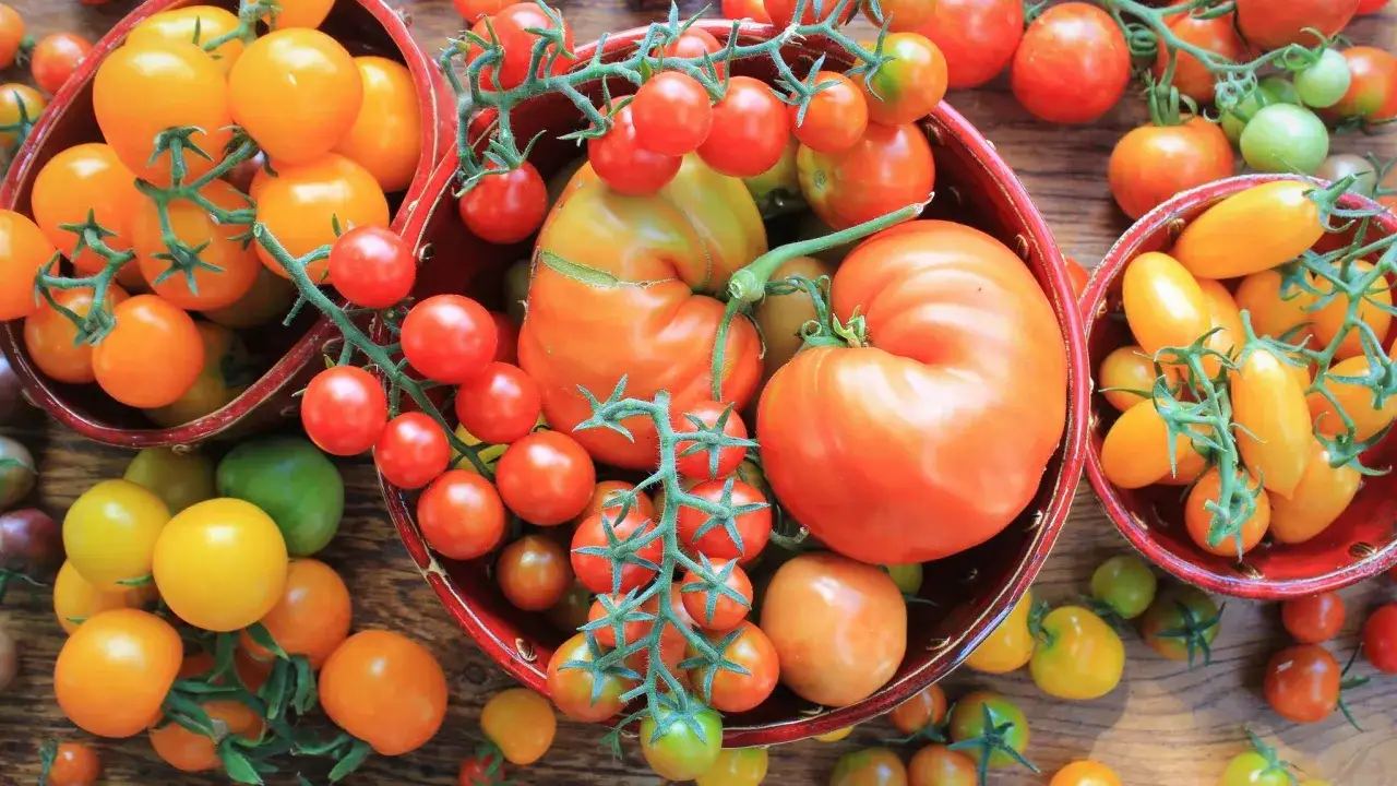 Bunte Tomaten in Schalen und auf einem Holztisch. Ob ist Tomate Obst oder Gemüse? Hier sind sie, in allen Formen und Farben.