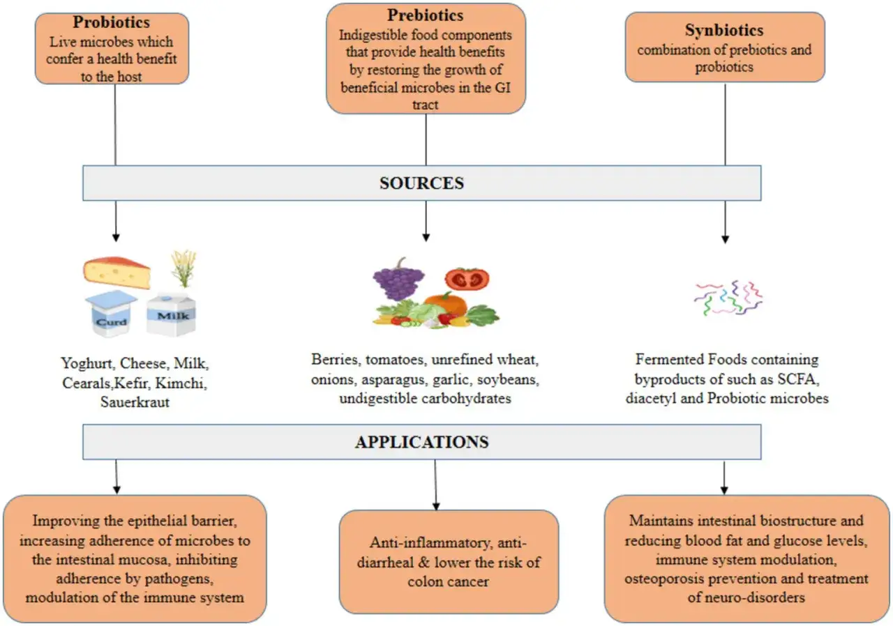Diagram o probiotykach, prebiotykach i synbiotykach. Zawiera źr&oacute;dła (jogurt, owoce, fermentowane produkty) i zastosowania (poprawa bariery jelitowej, działanie przeciwzapalne, modulacja odporności). Lactobacillus rhamnosus to przykład probiotyku.