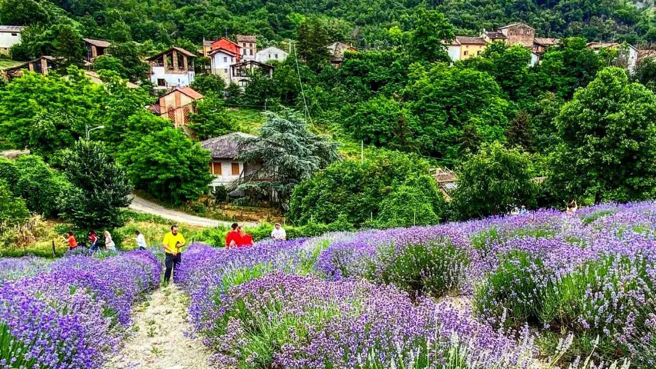Un campo di **fortunago lavanda** viola si estende su una collina verdeggiante, con case sparse e alberi rigogliosi sullo sfondo.
