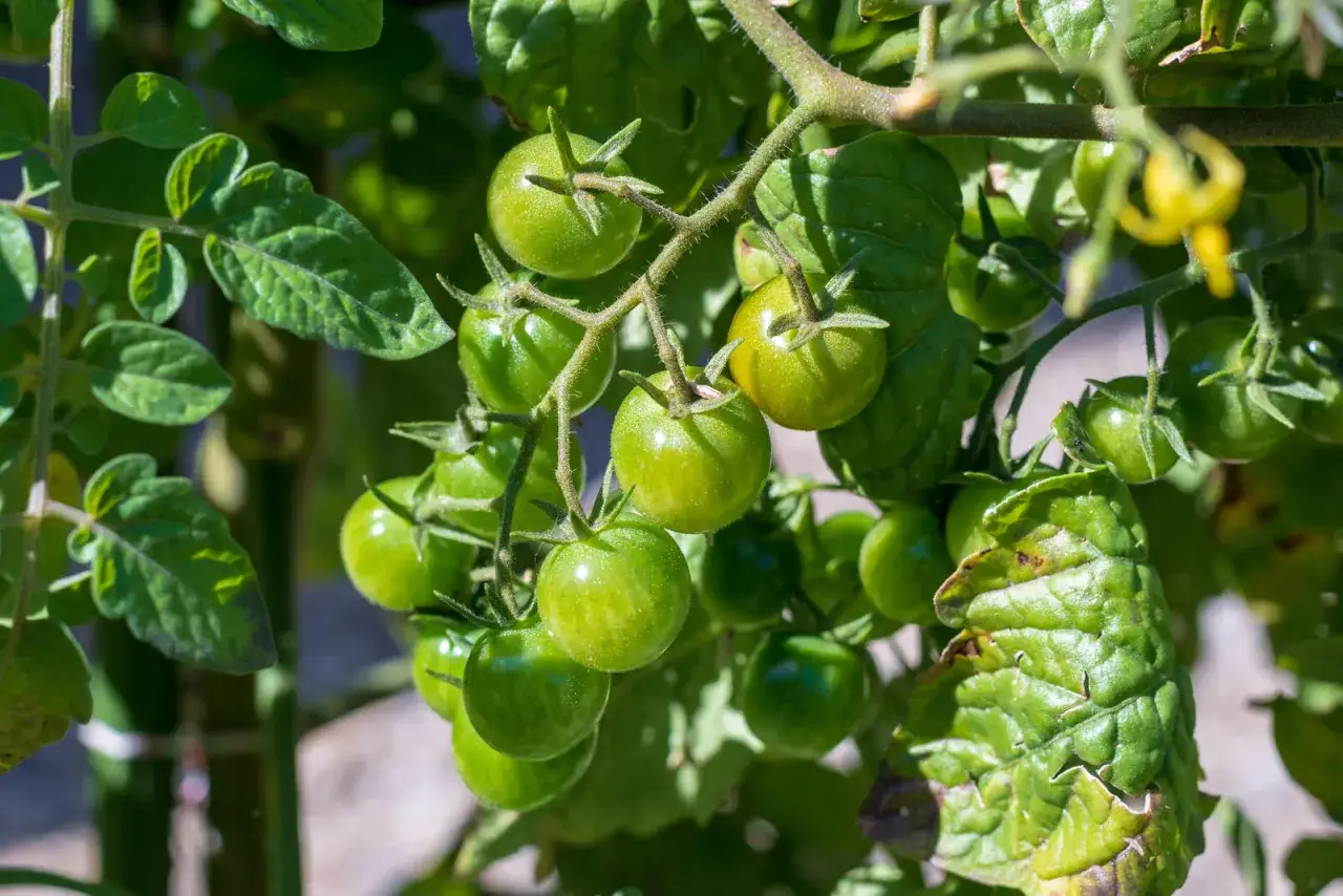 Gr&uuml;ne Tomaten h&auml;ngen an einem Strauch. Sie sind noch nicht reif und werden nicht rot.