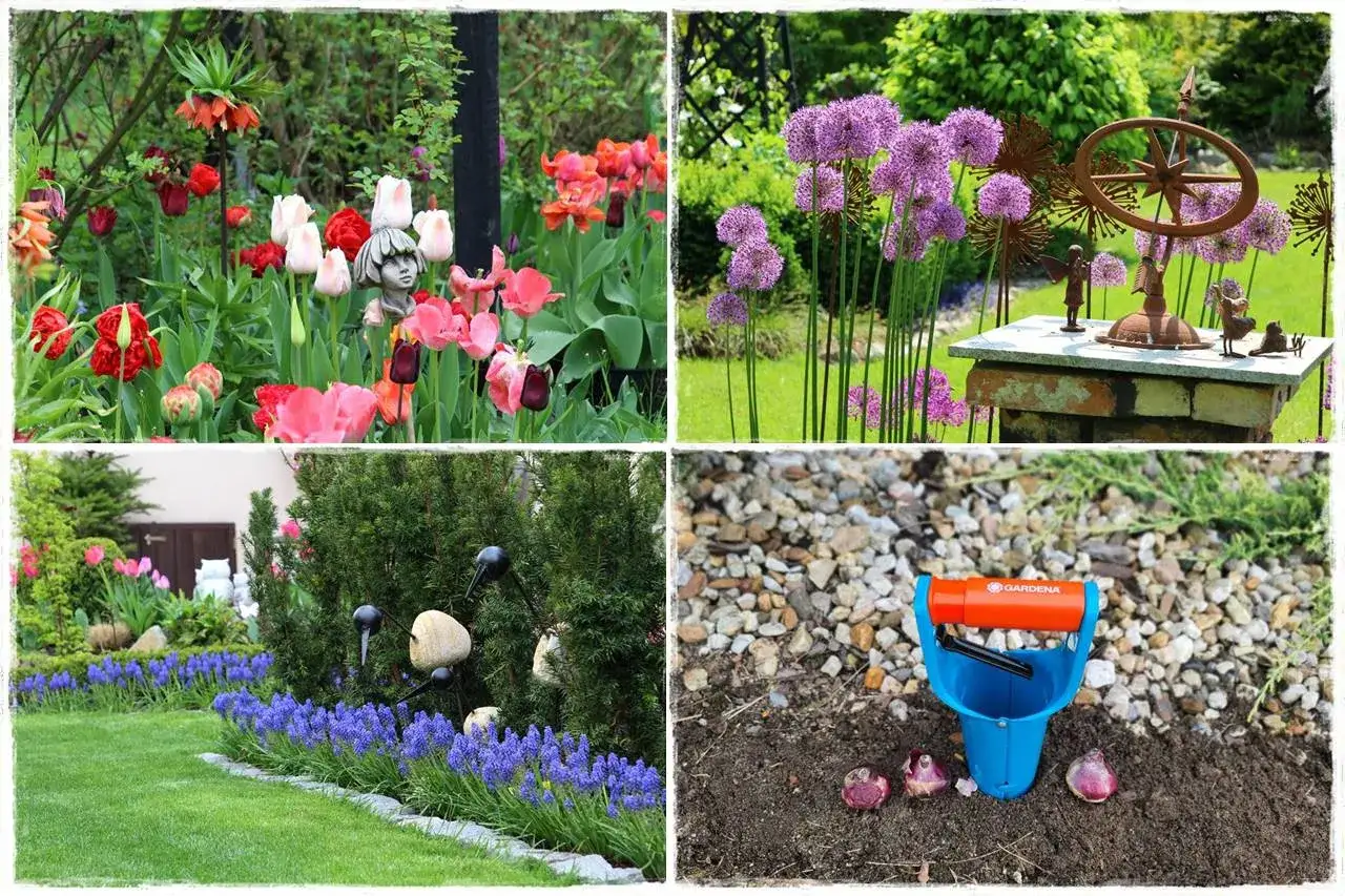 Wiosenny ogród pełen najładniejszych kwiatów cebulowych: tulipany, czosnki ozdobne i szafirki. Obok narzędzia do sadzenia cebulek.