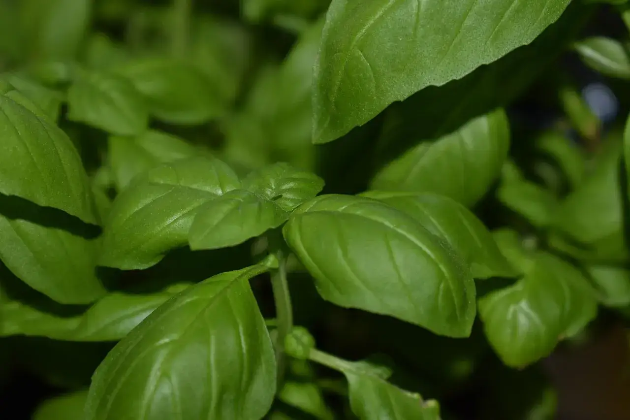 Hojas verdes y vibrantes de albahaca fresca, perfectas para tus recetas.