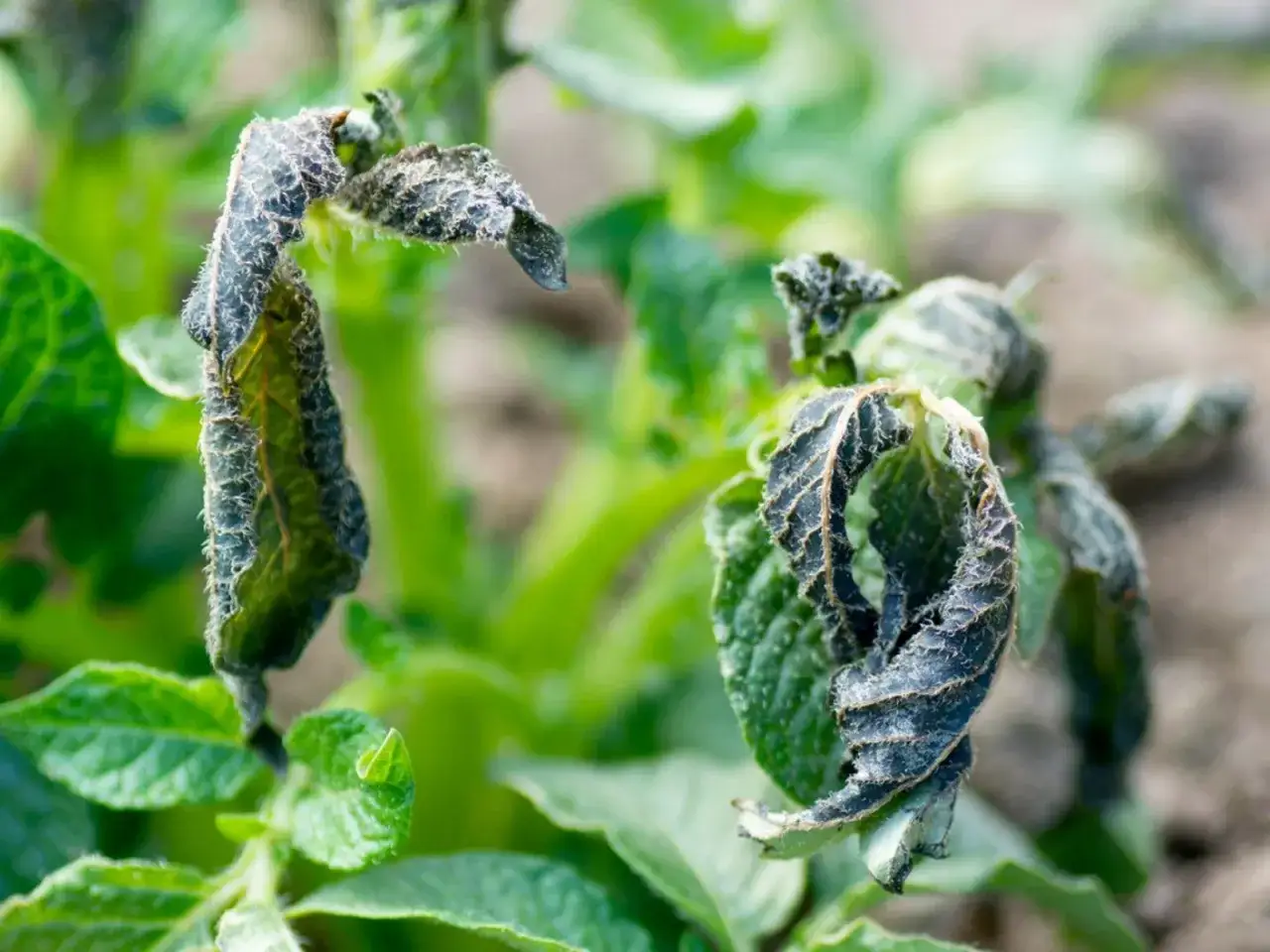 Vissnade blad p&aring; en potatisplanta, m&ouml;rka och skrynkliga av lobelia frost.
