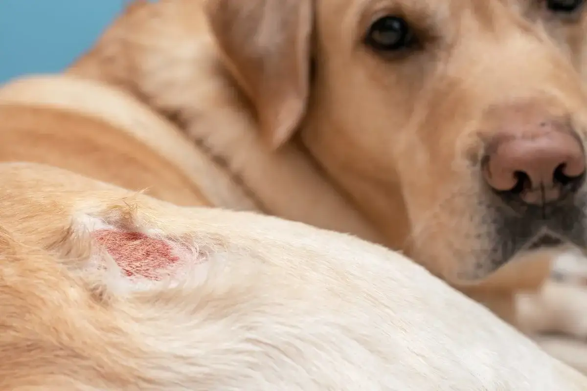 Labrador z zaczerwienioną, podrażnioną skórą na boku. Może potrzebować Allertec dla psa.