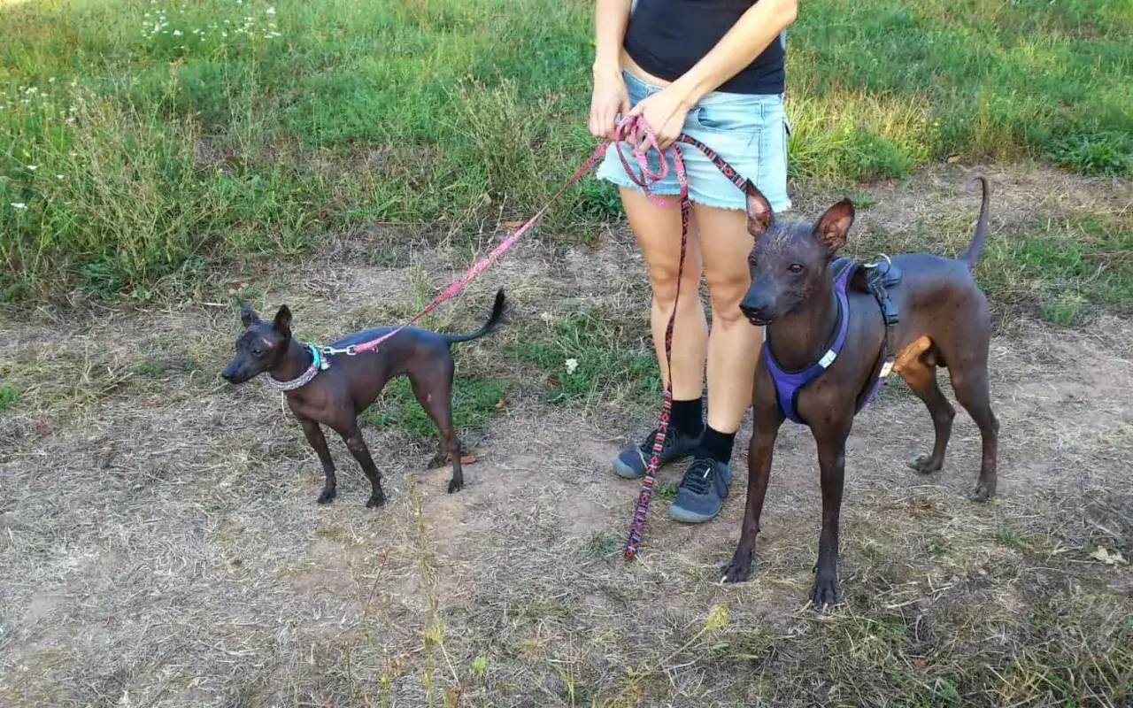 Två xoloitzcuintle stor hundar på promenad. Den ena har en lila sele, den andra ett färgglatt halsband.