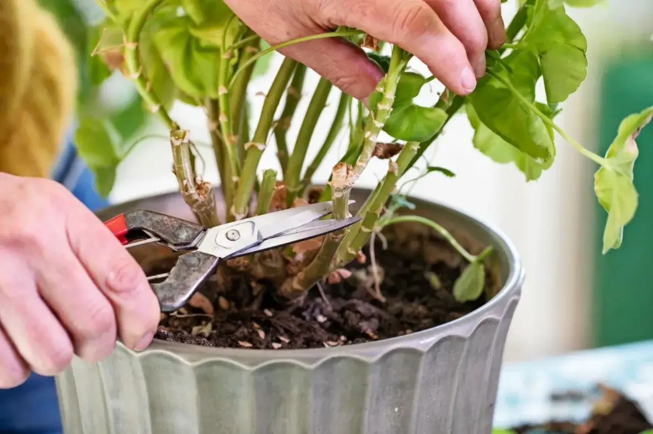 H&auml;nder klipper pelargoner p&aring; v&aring;ren med en sekat&ouml;r.