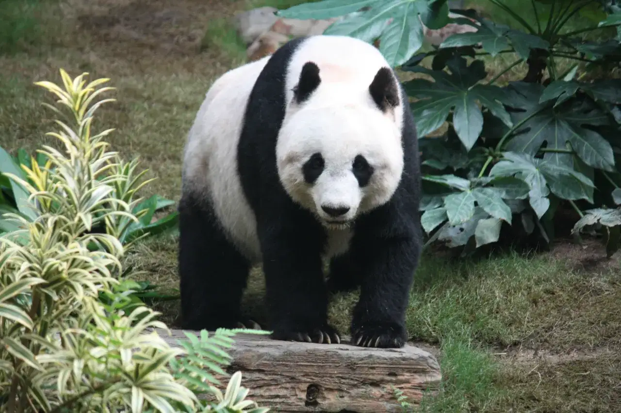 Panda wielka w naturalnym środowisku lub w ośrodku badawczym