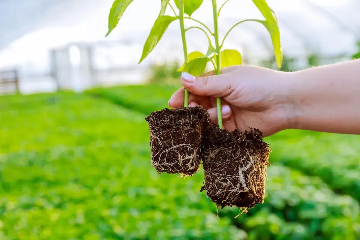 Mano che tiene due piantine con radici sane, pronte per essere piantate. Il terreno ricco di **acido umico** favorisce una crescita vigorosa.