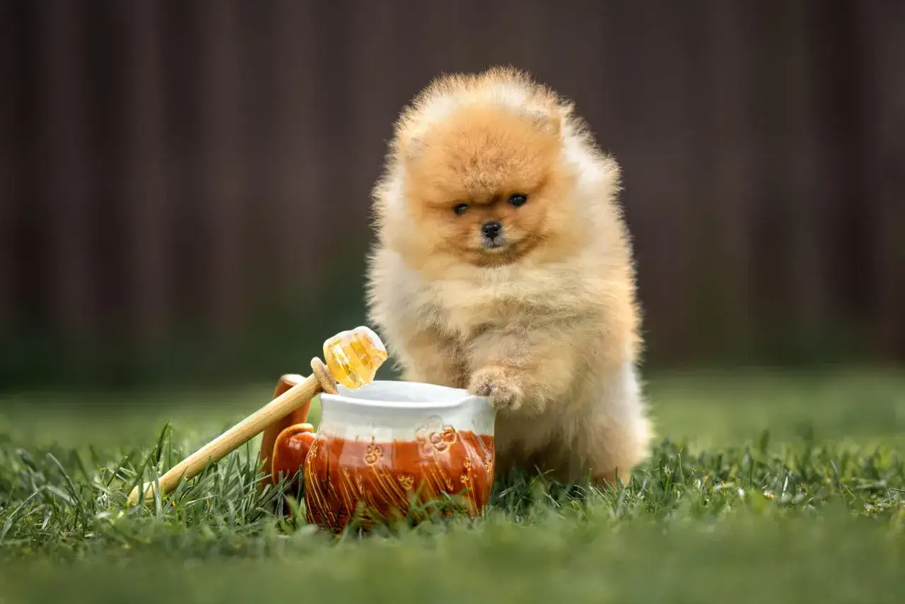 Puszysty szczeniak pomeranian zaciekawiony miodem w dzbanku. Czy pies może jeść miód? To pytanie nurtuje wielu właścicieli.