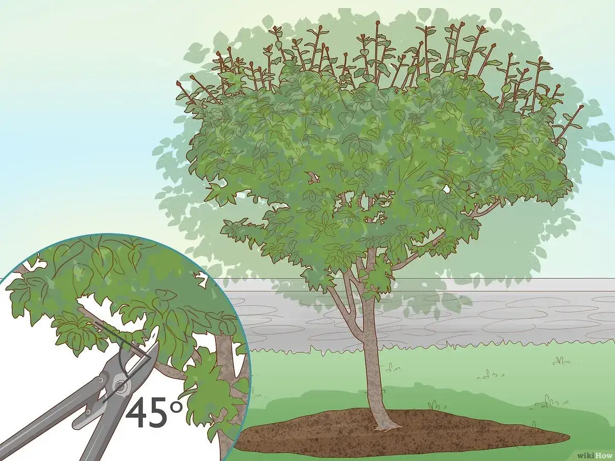 Ein junger Baum, vielleicht ein **Pflaumenbaum aus Kern ziehen**, wird beschnitten. Eine Nahaufnahme zeigt eine Gartenschere, die einen Ast im 45-Grad-Winkel schneidet.