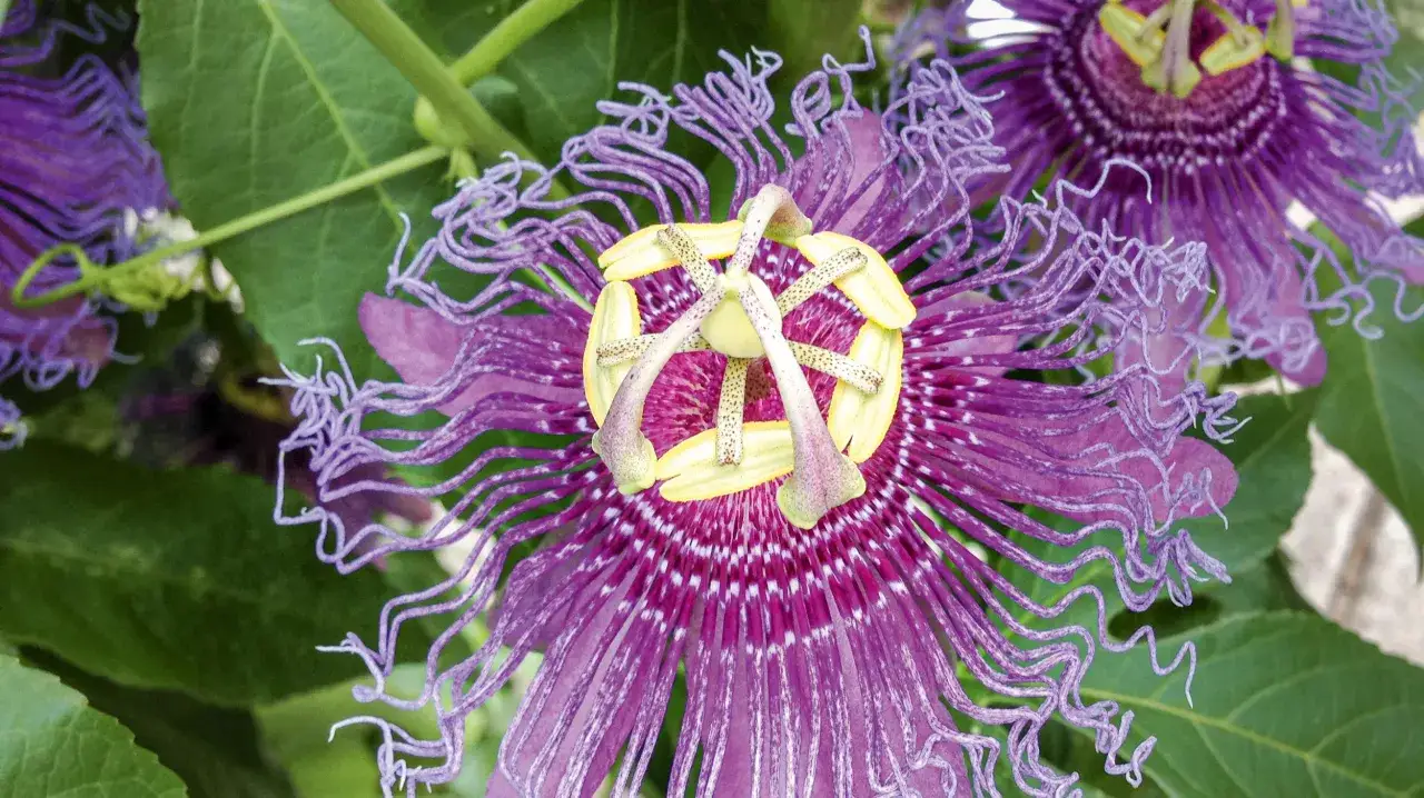 Detailaufnahme einer lila Passionsblume mit ihren charakteristischen F&auml;den. Tipps zur Passionsblume Pflege f&uuml;r &uuml;ppiges Wachstum.