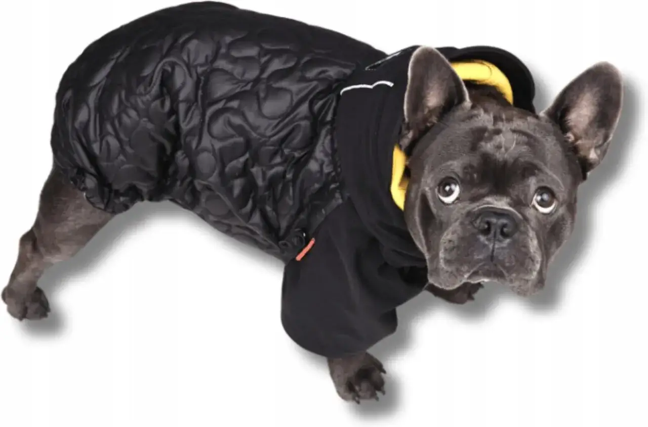 Buldog francuski w ubranku zimowym