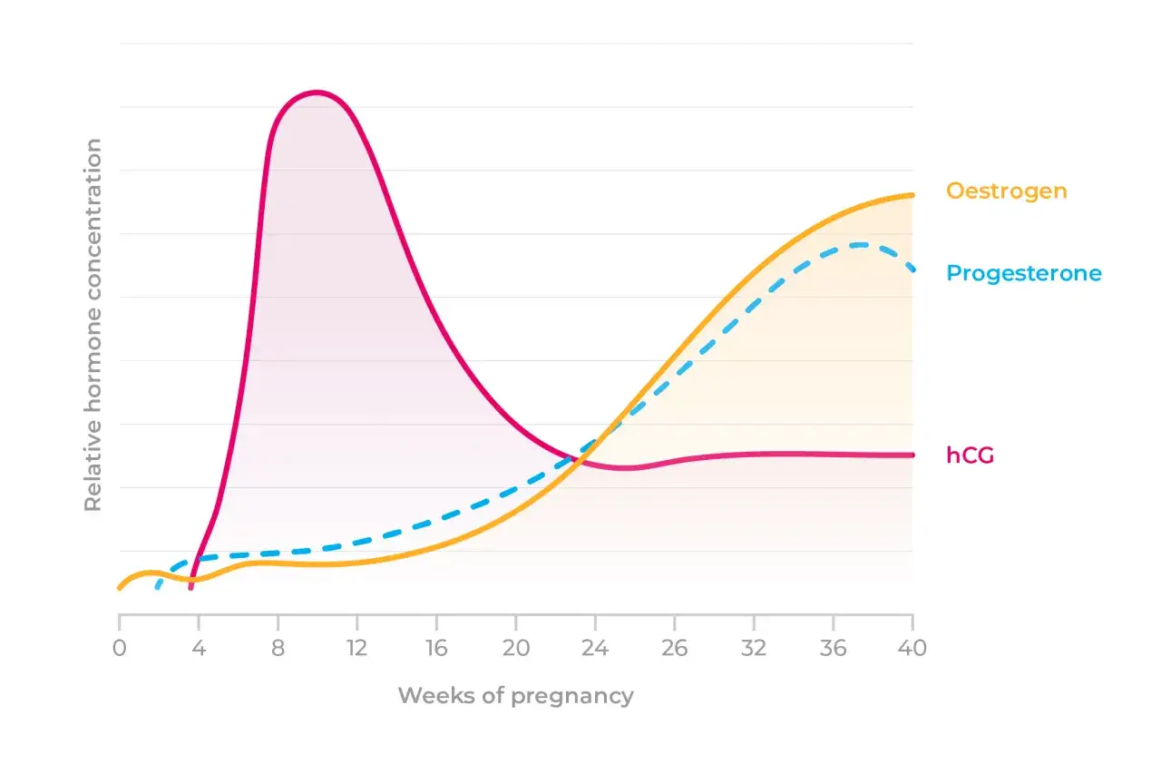 Wykres zmian hormonów w ciąży. Niska krzywa hCG może sugerować ciążę biochemiczną.