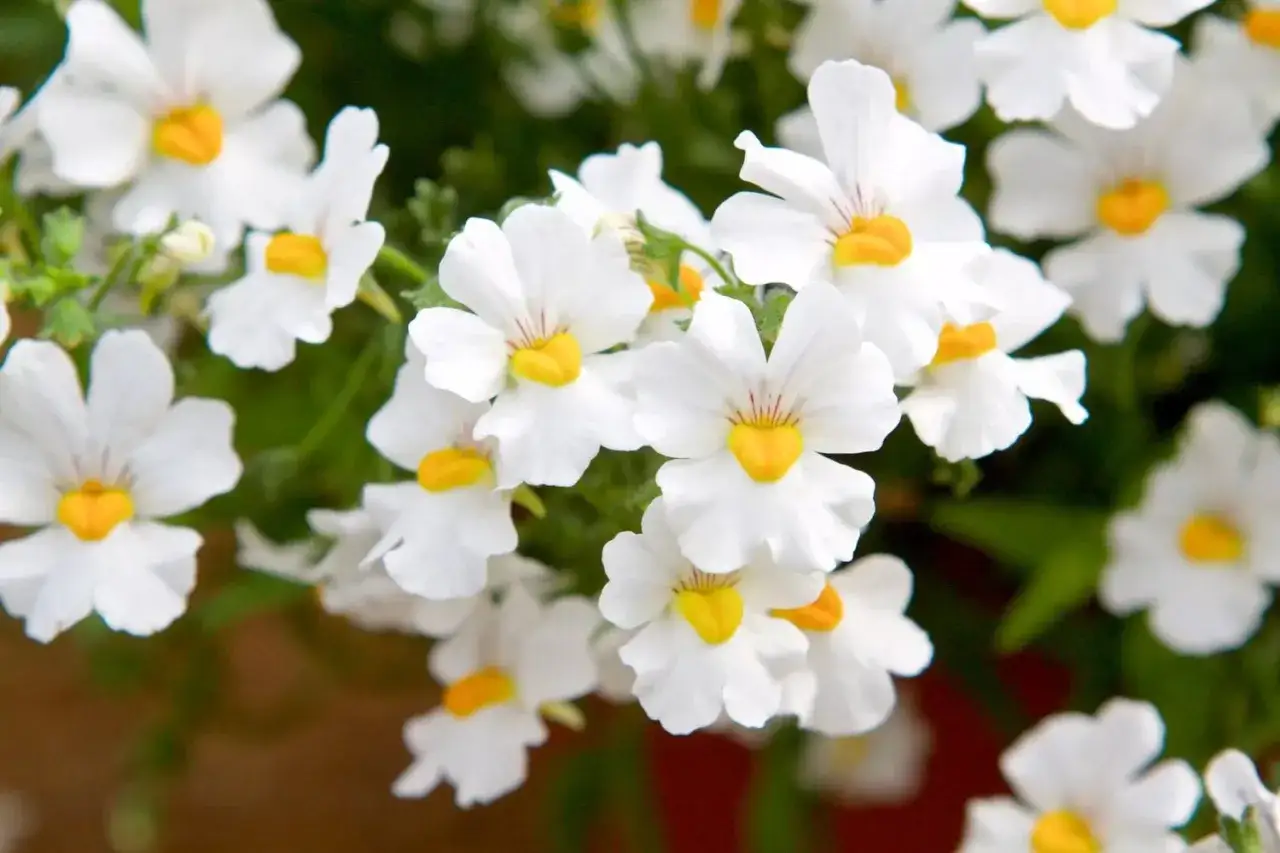 Vackra vita blommor med gula centra, en typisk nemesia svenskt namn, som sprider sommarfr&ouml;jd.