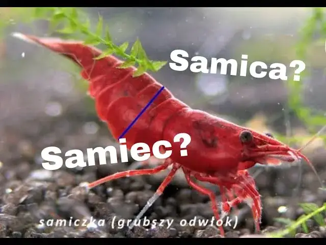 Jak odróżnić samca od samicy krewetki akwariowej