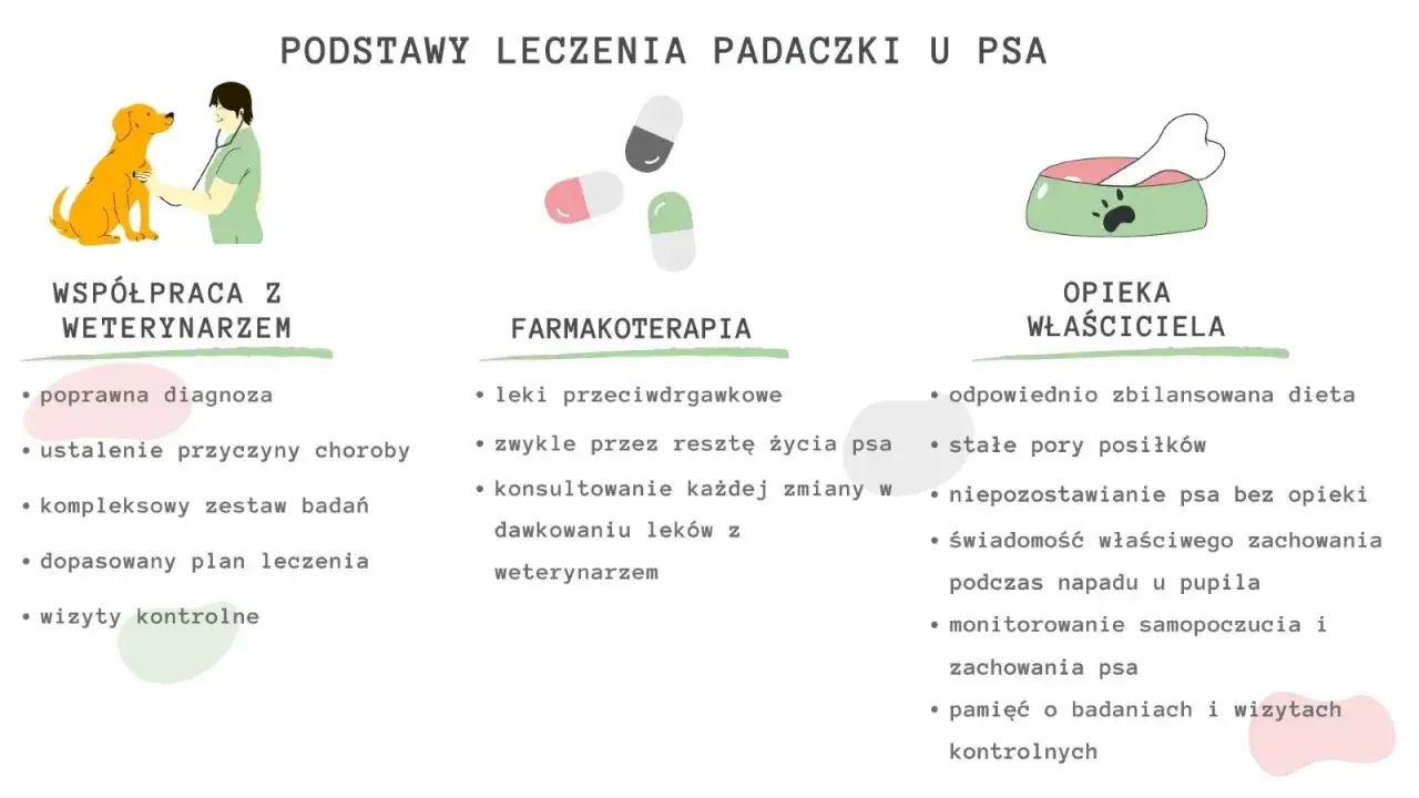 fazy ataku padaczki u psa infografika