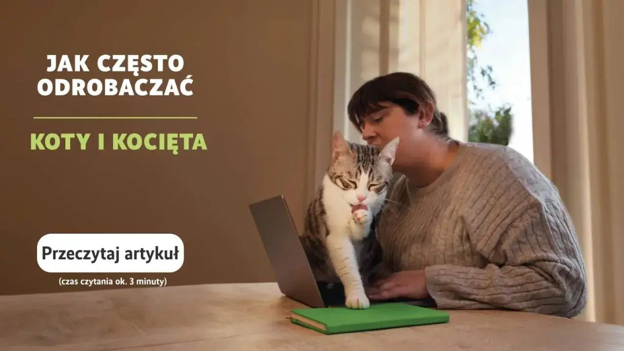 Kociak myje łapkę, gdy jego pani szuka informacji, jak często odrobaczać kota.