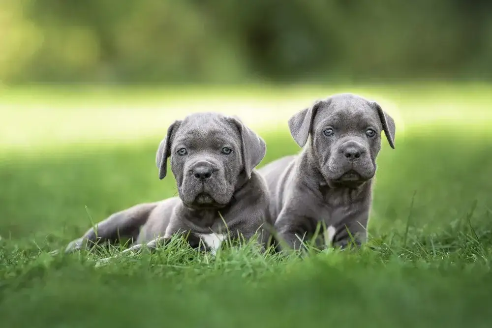 wyprawka dla szczeniaka cane corso