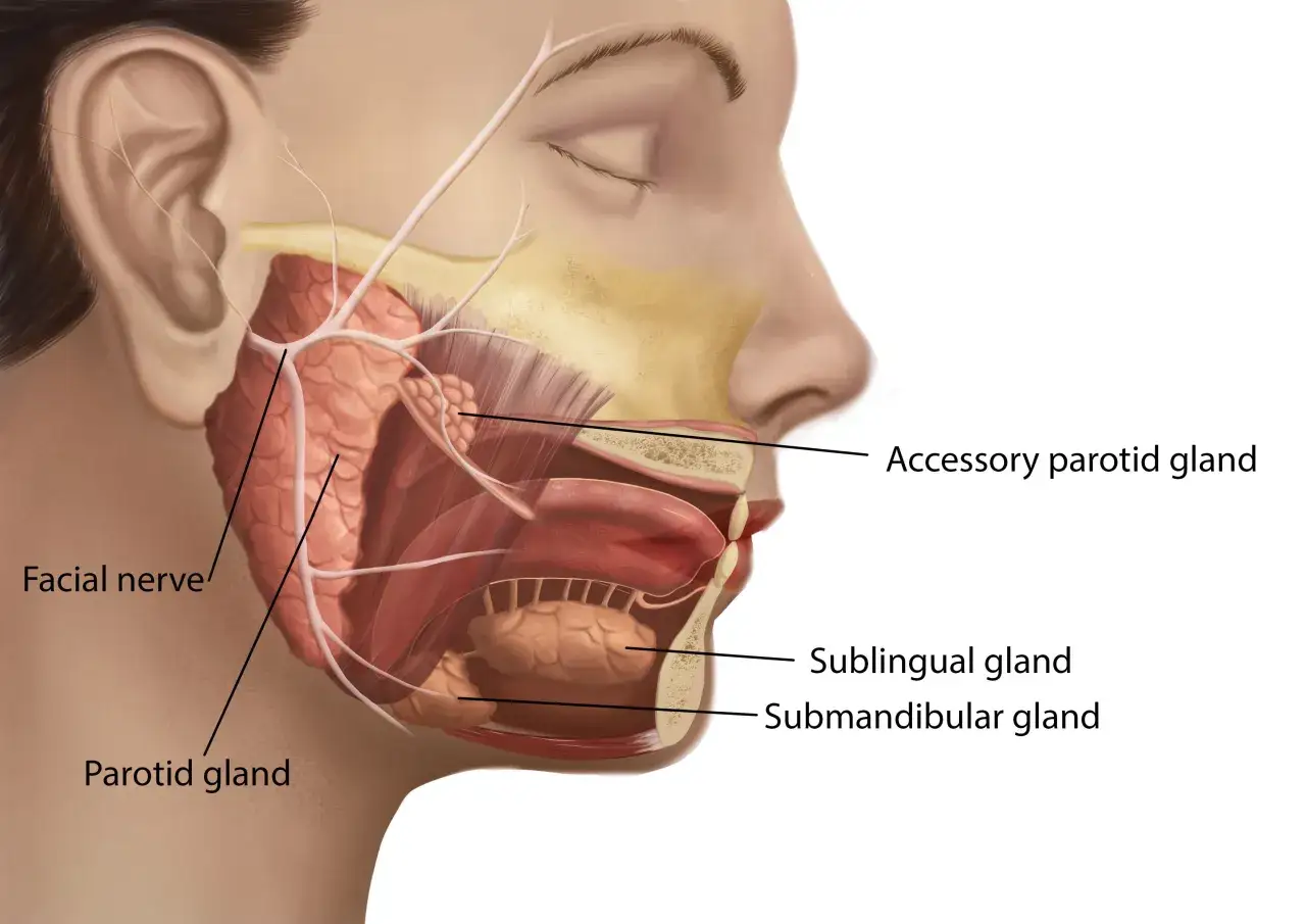 Anatomia ślinianek: przyuszna, podjęzykowa, podżuchwowa i dodatkowa. Schemat pomocny przy planowaniu operacji guza ślinianki przyusznej.